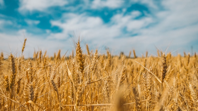 Wheat field by Polina Rytova on Unsplash